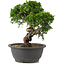 Juniperus chinensis Itoigawa, 25 cm, ± 12 jaar oud