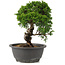Juniperus chinensis Itoigawa, 25 cm, ± 12 anni