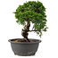 Juniperus chinensis Itoigawa, 25 cm, ± 12 jaar oud