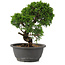 Juniperus chinensis Itoigawa, 25 cm, ± 12 Jahre alt