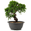 Juniperus chinensis Itoigawa, 25 cm, ± 12 ans