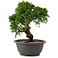 Juniperus chinensis Itoigawa, 25 cm, ± 12 years old