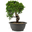 Juniperus chinensis Itoigawa, 25 cm, ± 12 anni