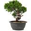 Juniperus chinensis Itoigawa, 25 cm, ± 12 years old