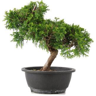 Juniperus chinensis Itoigawa, 26 cm, ± 12 Jahre alt