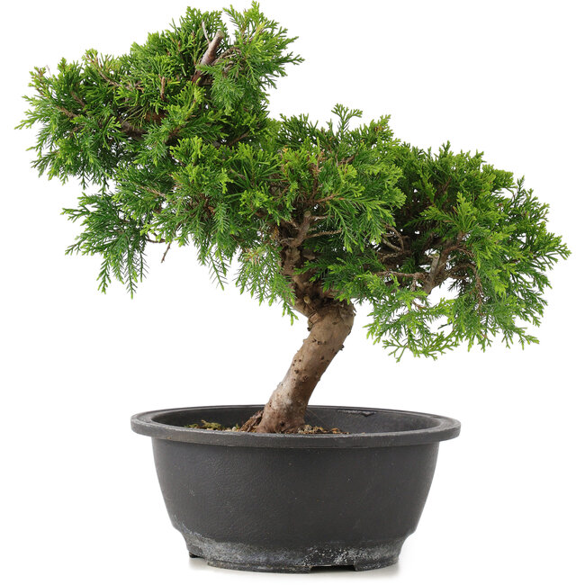 Juniperus chinensis Itoigawa, 26 cm, ± 12 jaar oud