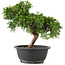 Juniperus chinensis Itoigawa, 26 cm, ± 12 anni