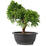 Juniperus chinensis Itoigawa, 26 cm, ± 12 jaar oud