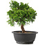 Juniperus chinensis Itoigawa, 26 cm, ± 12 ans