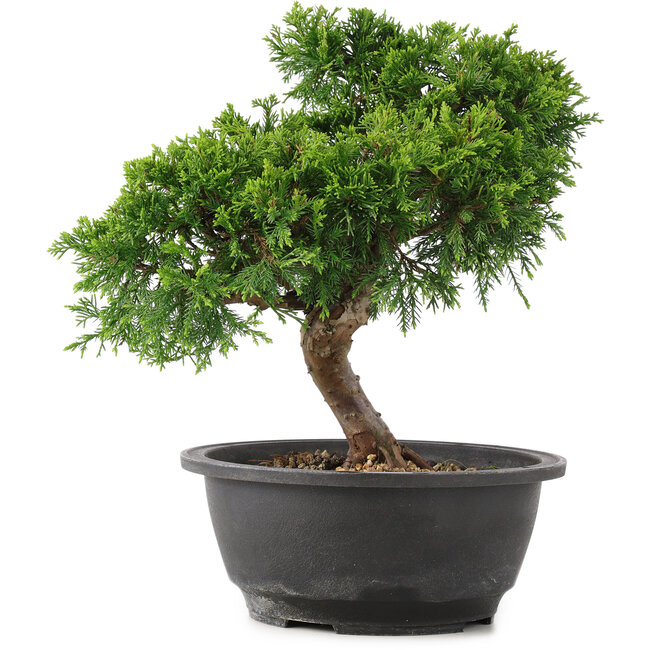 Juniperus chinensis Itoigawa, 26 cm, ± 12 ans