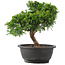 Juniperus chinensis Itoigawa, 26 cm, ± 12 años