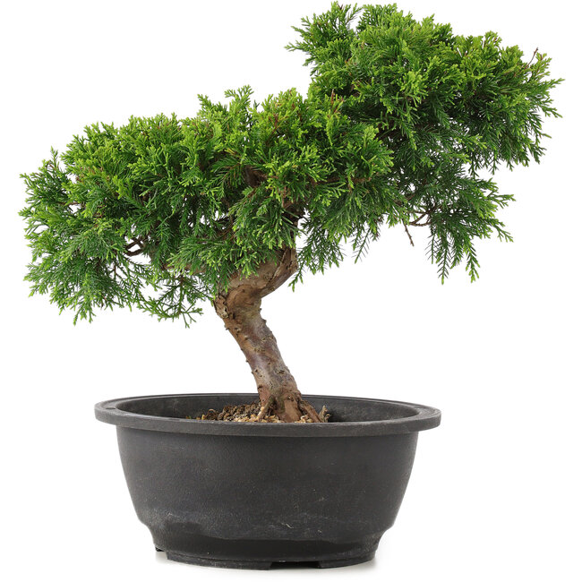 Juniperus chinensis Itoigawa, 26 cm, ± 12 jaar oud