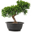 Juniperus chinensis Itoigawa, 26 cm, ± 12 anni