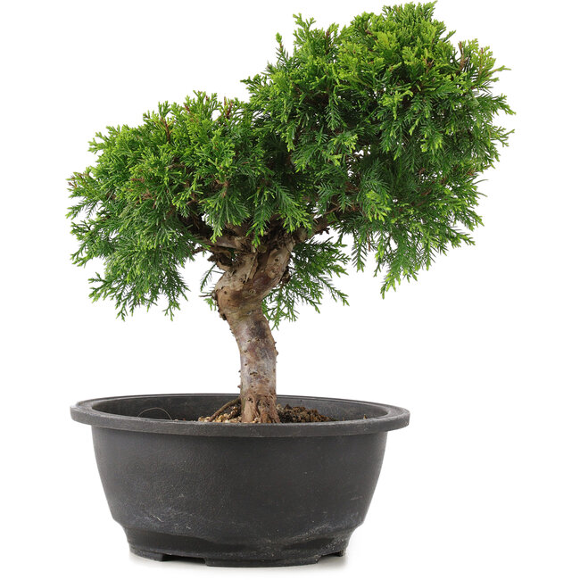 Juniperus chinensis Itoigawa, 26 cm, ± 12 años