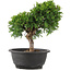 Juniperus chinensis Itoigawa, 26 cm, ± 12 anni