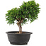 Juniperus chinensis Itoigawa, 26 cm, ± 12 jaar oud