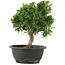 Juniperus chinensis Itoigawa, 26 cm, ± 12 jaar oud