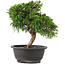 Juniperus chinensis Itoigawa, 26 cm, ± 12 anni