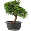 Juniperus chinensis Itoigawa, 26 cm, ± 12 years old