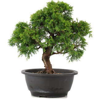 Juniperus chinensis Itoigawa, 26 cm, ± 12 Jahre alt