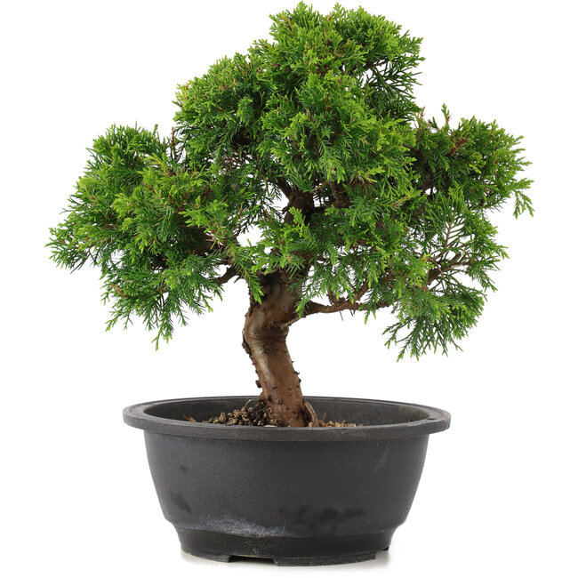 Juniperus chinensis Itoigawa, 26 cm, ± 12 anni