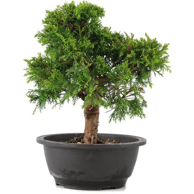 Juniperus chinensis Itoigawa, 26 cm, ± 12 jaar oud