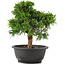 Juniperus chinensis Itoigawa, 26 cm, ± 12 jaar oud