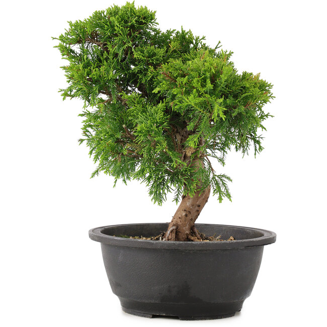 Juniperus chinensis Itoigawa, 26 cm, ± 12 Jahre alt