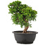 Juniperus chinensis Itoigawa, 26 cm, ± 12 anni