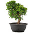Juniperus chinensis Itoigawa, 26 cm, ± 12 jaar oud