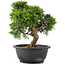 Juniperus chinensis Itoigawa, 26 cm, ± 12 jaar oud