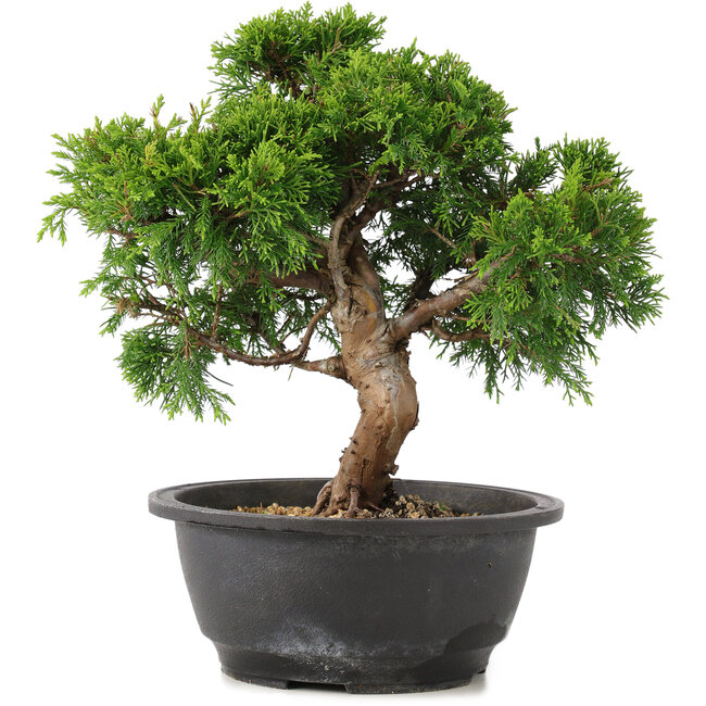 Juniperus chinensis Itoigawa, 26 cm, ± 12 jaar oud