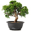 Juniperus chinensis Itoigawa, 26 cm, ± 12 jaar oud