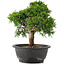 Juniperus chinensis Itoigawa, 26 cm, ± 12 jaar oud