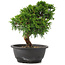 Juniperus chinensis Itoigawa, 26 cm, ± 12 ans