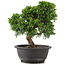 Juniperus chinensis Itoigawa, 26 cm, ± 12 jaar oud