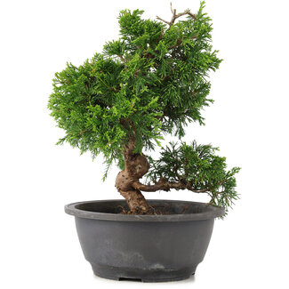 Juniperus chinensis Itoigawa, 27 cm, ± 12 años