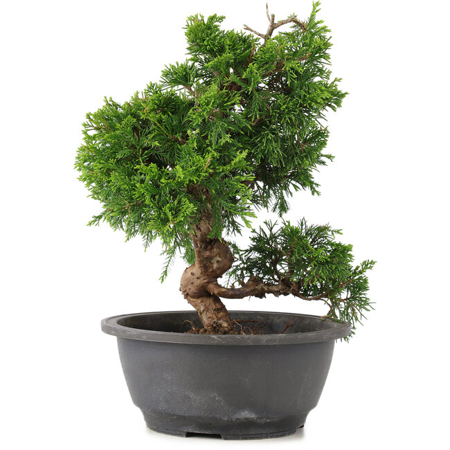 Juniperus chinensis Itoigawa, 27 cm, ± 12 years old