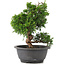 Juniperus chinensis Itoigawa, 27 cm, ± 12 anni