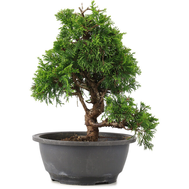 Juniperus chinensis Itoigawa, 27 cm, ± 12 años