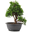 Juniperus chinensis Itoigawa, 27 cm, ± 12 anni