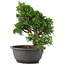 Juniperus chinensis Itoigawa, 27 cm, ± 12 jaar oud