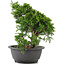 Juniperus chinensis Itoigawa, 27 cm, ± 12 years old