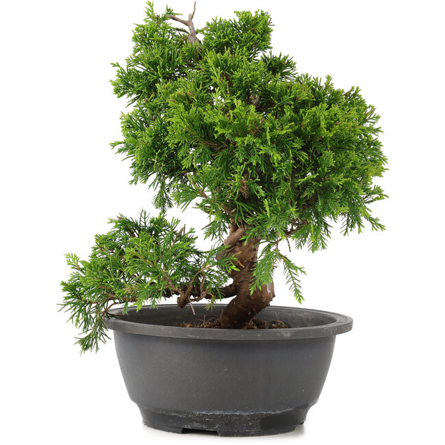Juniperus chinensis Itoigawa, 27 cm, ± 12 Jahre alt