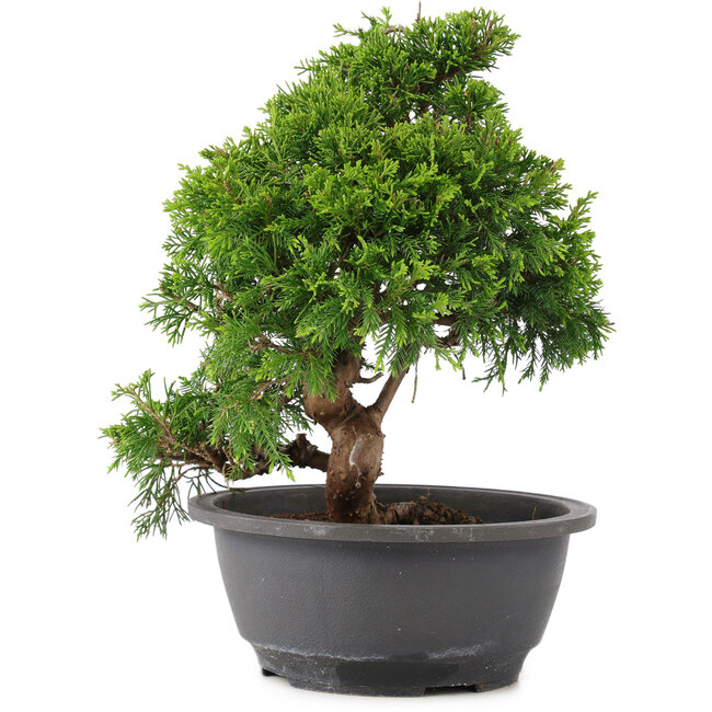 Juniperus chinensis Itoigawa, 27 cm, ± 12 años