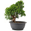 Juniperus chinensis Itoigawa, 27 cm, ± 12 jaar oud