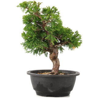 Juniperus chinensis Itoigawa, 28 cm, ± 12 anni