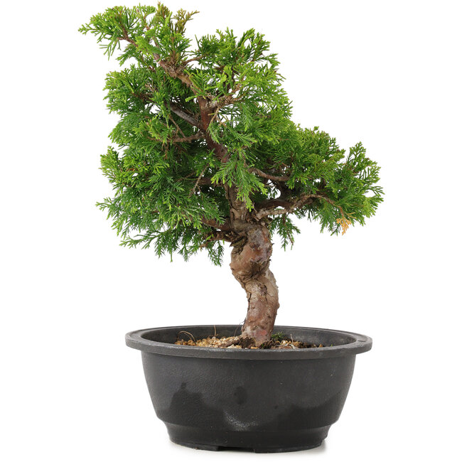 Juniperus chinensis Itoigawa, 28 cm, ± 12 jaar oud