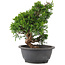 Juniperus chinensis Itoigawa, 27 cm, ± 12 jaar oud