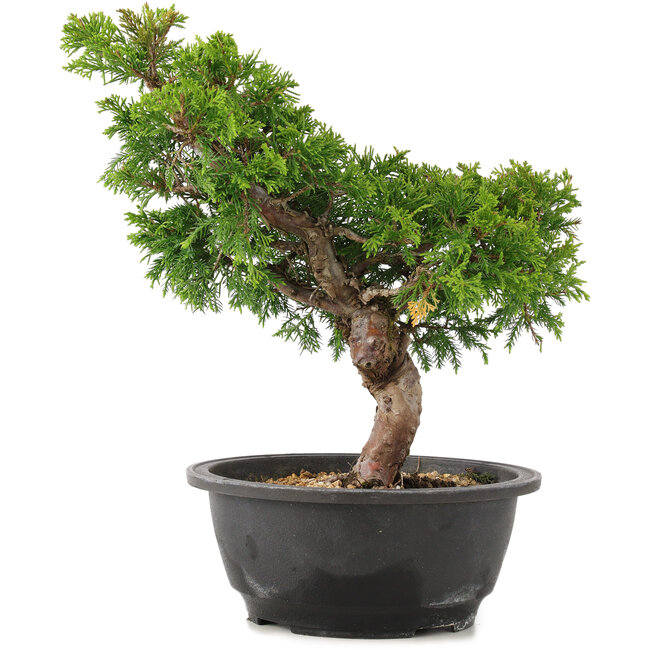 Juniperus chinensis Itoigawa, 28 cm, ± 12 years old